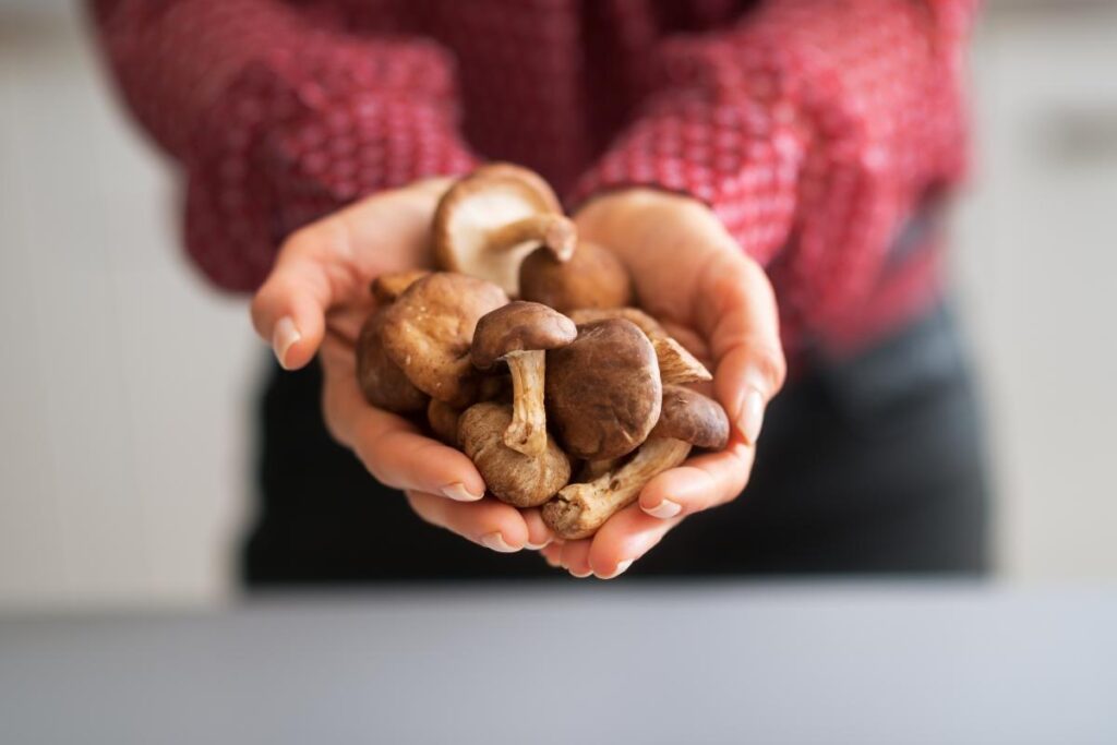 shiitake mushroom recipes