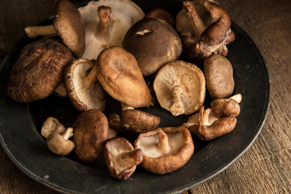 shiitake mushroom recipes